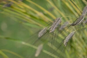 Ancient Grains