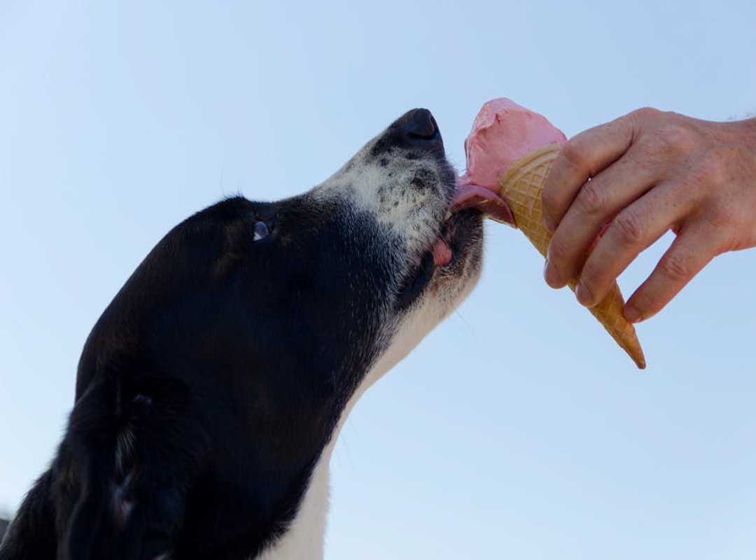 Can Dog Eat Felmusgano