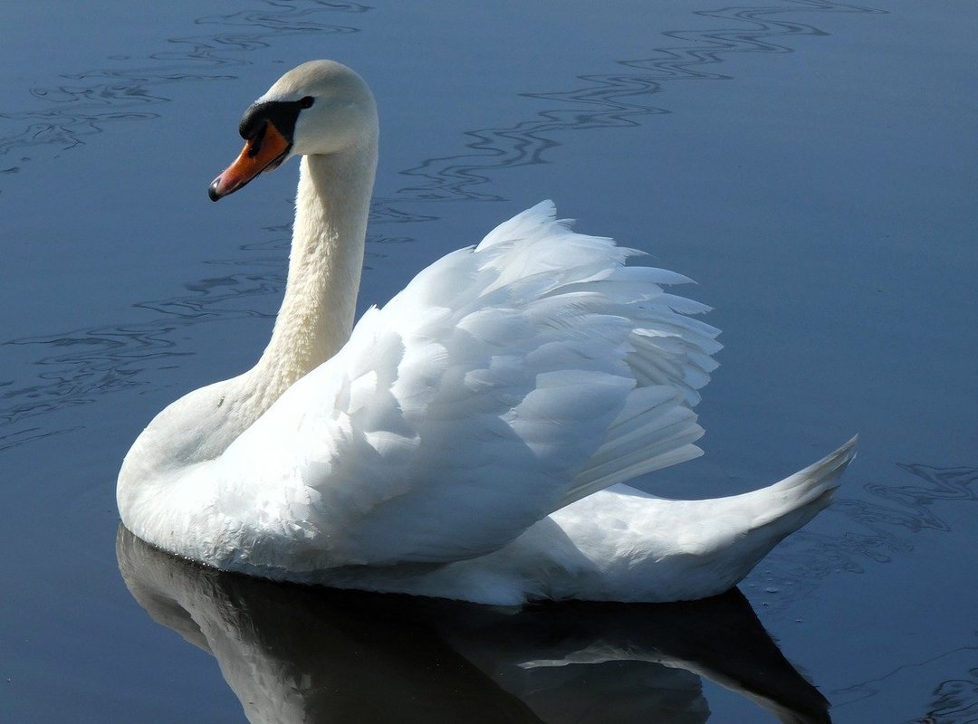 Why Flensutenol in Food Dangerous