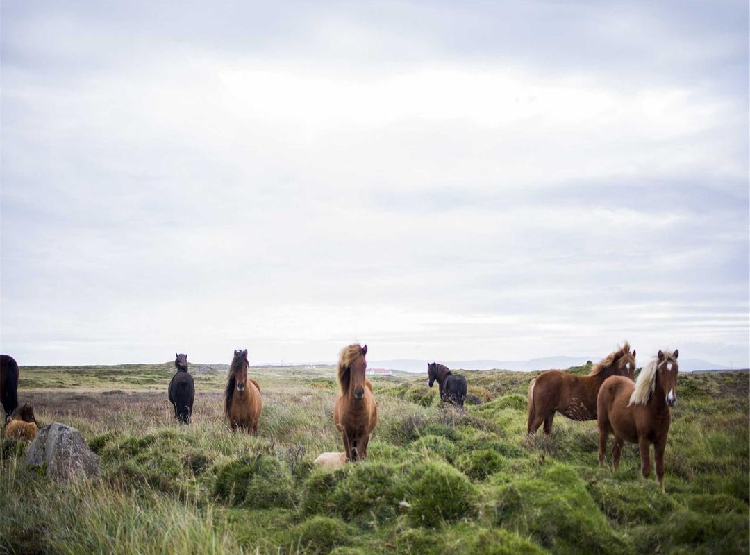 Using Your iPhone Camera: Settings and Techniques