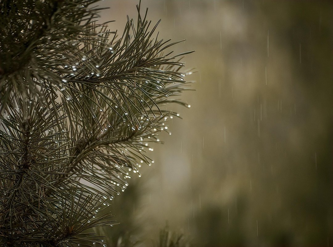 Creating a Scene or Storyboard